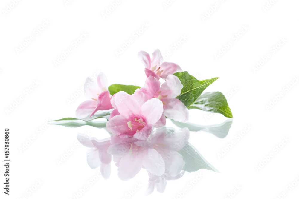 Beautiful flowers Weigela Beautiful flowers Weigela