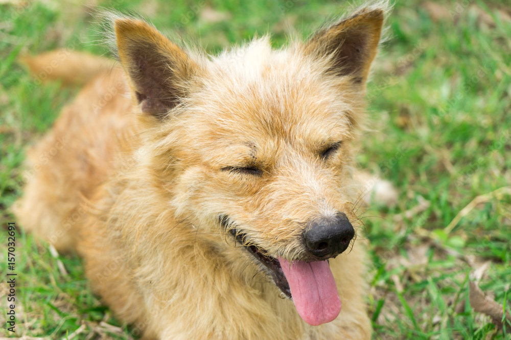 Naklejka premium The Dog is sitting in the garden.