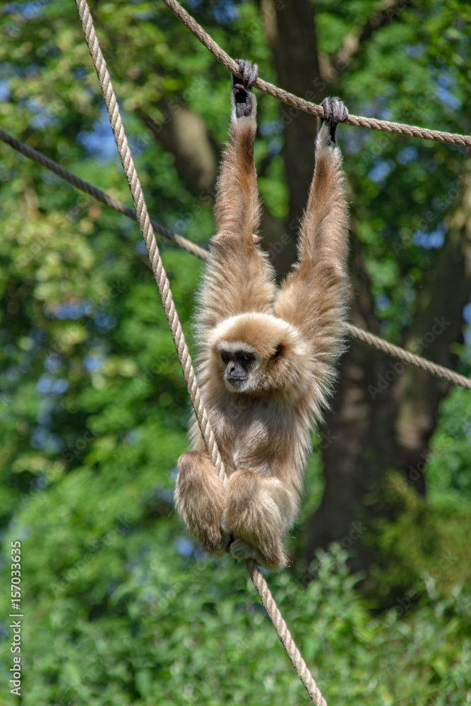 Naklejka premium gibbon