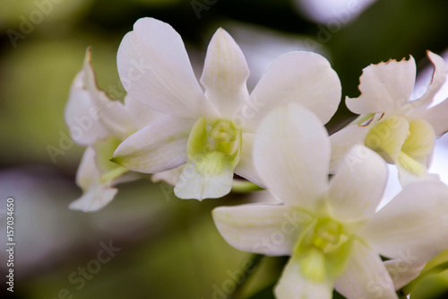 Orchids at home bloom  and pretty much.