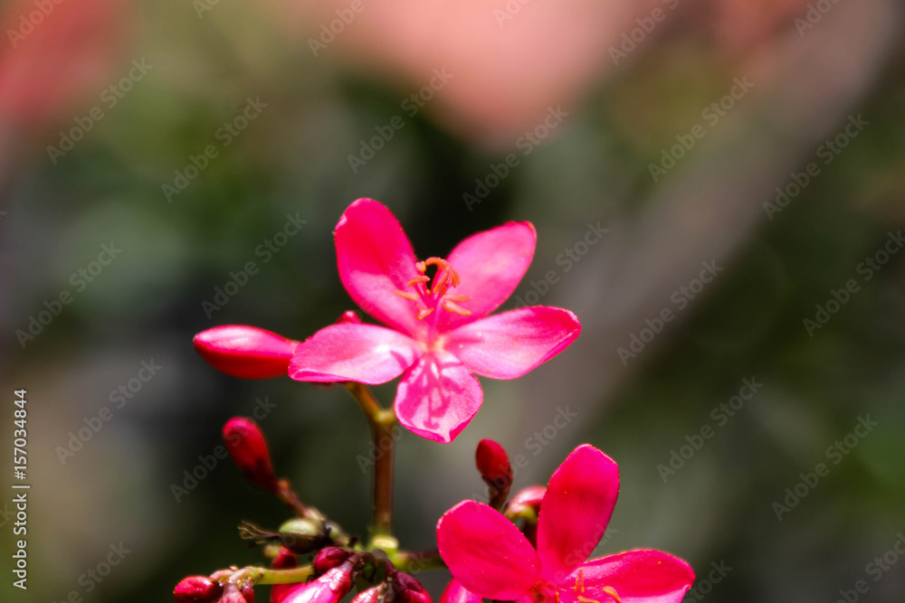 Obraz premium Bright red flowers under the hot sun.