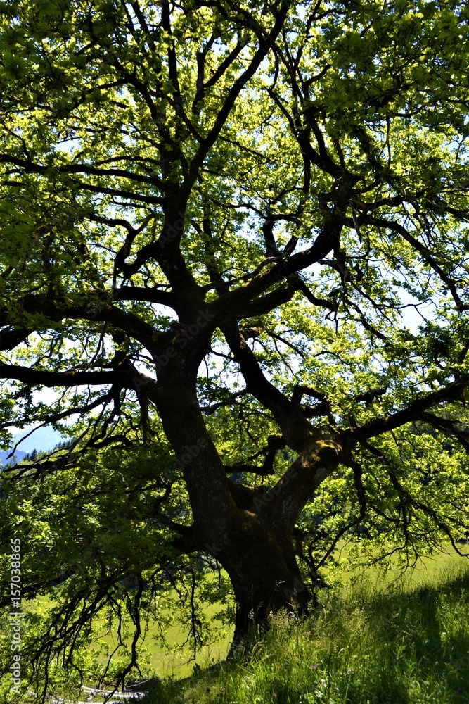 Fototapeta premium Äste von Baum