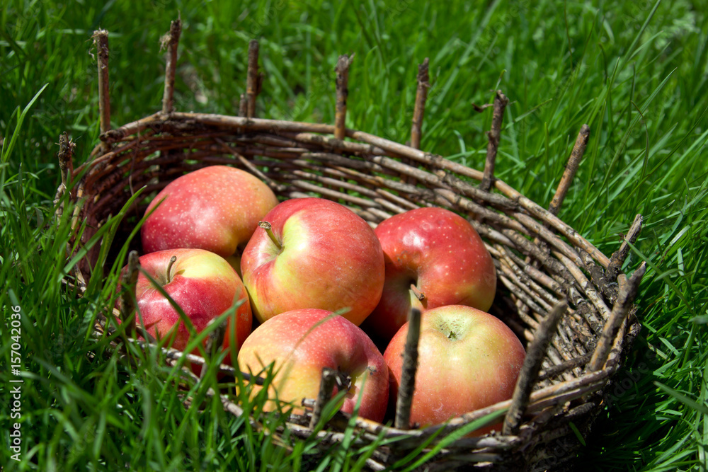 Red apples in an old basket. Green grass around. Red apples in an old basket. Green grass around.