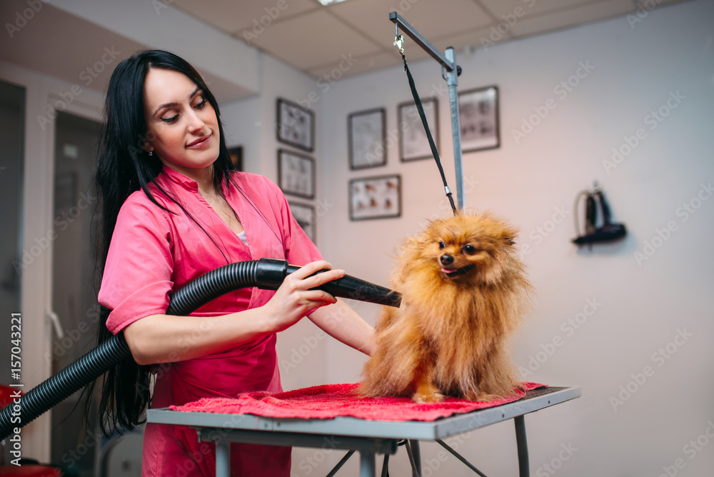 Stockfoto Female pet groomer dry dog fur with a hair dryer Adobe Stock