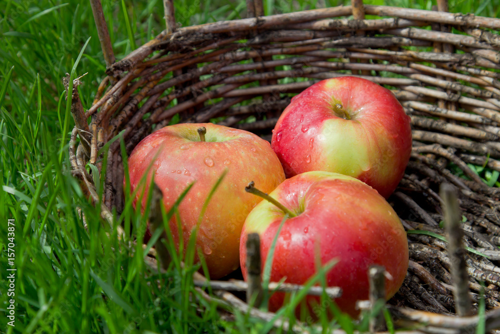 Three wet apples in an old basket. Green grass around. Three wet apples in an old basket. Green grass around.