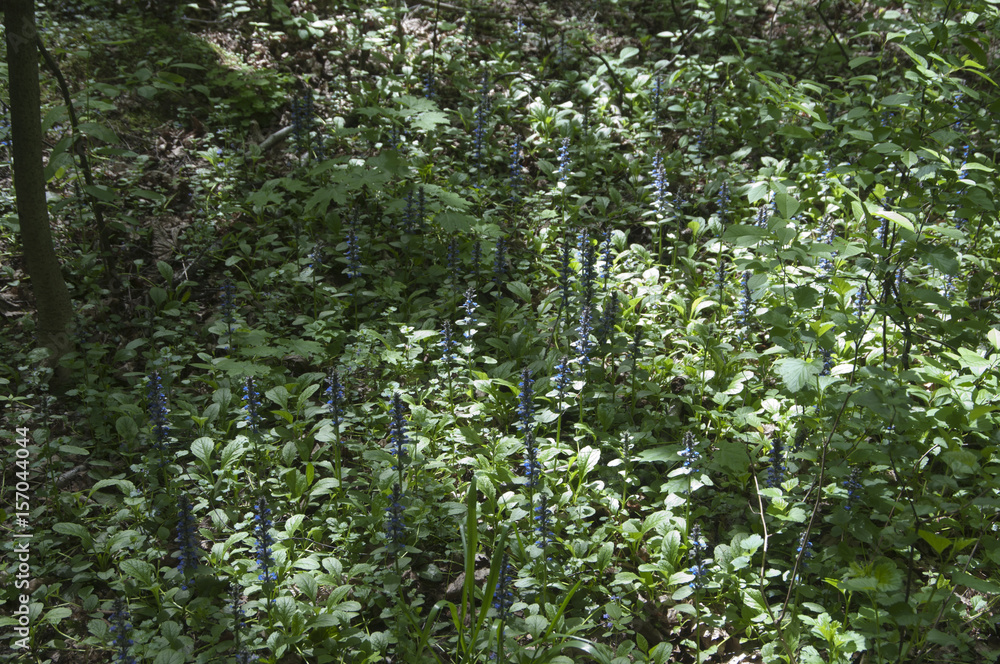 Ajuga reptans Ajuga reptans
