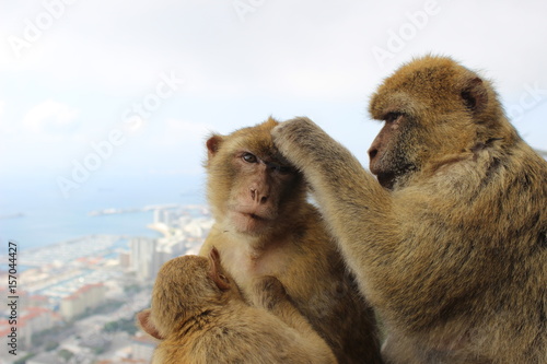 Gibraltar monkeys © Marceli