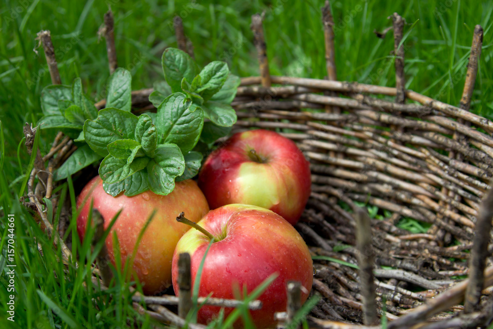Three wet apples and twigs of lemon balm in an old basket. Green grass around. Three wet apples and twigs of lemon balm in an old basket. Green grass around.
