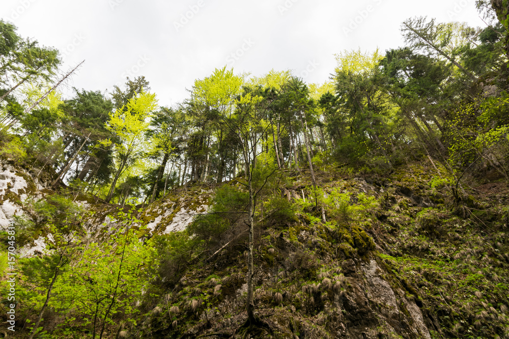The Trees are Embracing the Sky