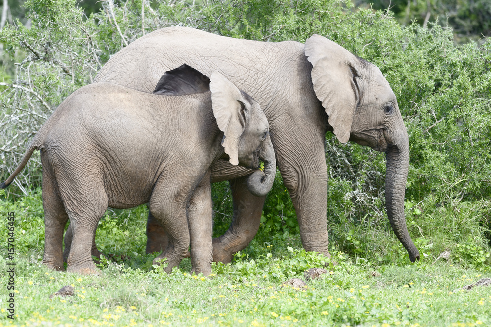 Fototapeta premium African Bush Elephant, Addo Elephant National Park