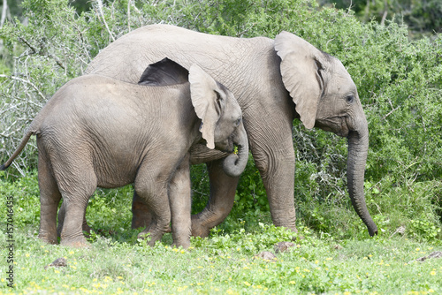 African Bush Elephant  Addo Elephant National Park