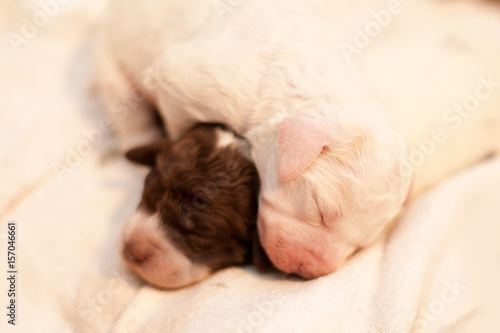 two newborn lagotto romagnolo puppies