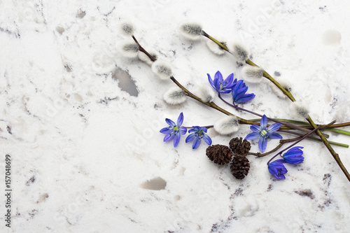Spring blue wild flowers Scilla, willow and adler branches on Delta White quartz counter
