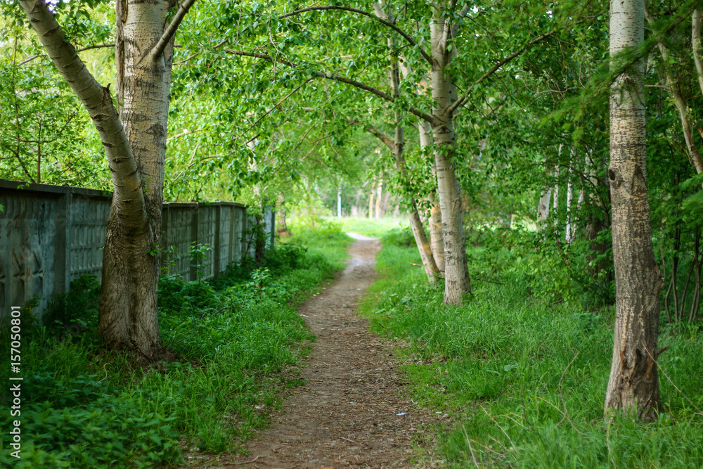 A path in a green forest in summer