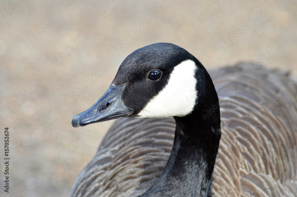 canadian goose walking in the park canadian goose walking in the park