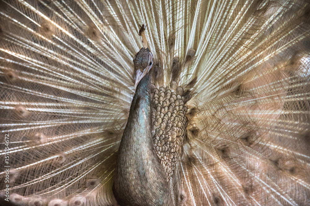 Obraz premium Peacock with open tail