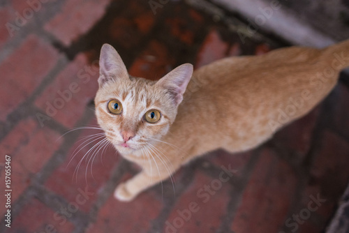 Domestic stray cat looking up