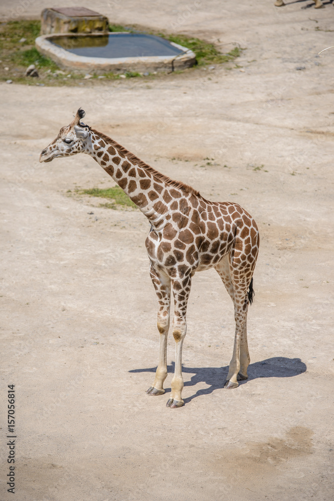 Obraz premium baby giraffe and his mother