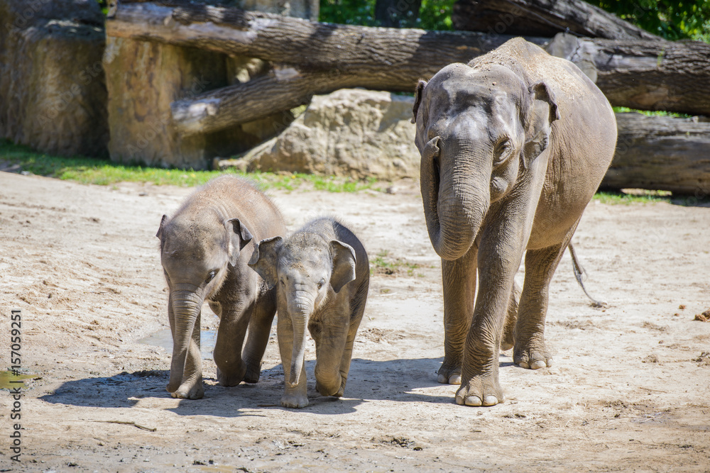Fototapeta premium Baby elephant and his mother