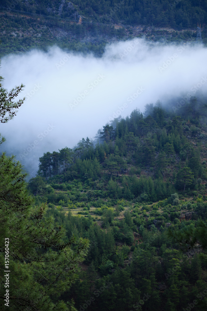 Pine forest in mountains and clouds
