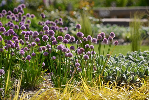 Onion Chives, Jersey, U.K.  Telephoto image of edible plants in a church garden.
