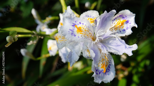 Fototapeta Naklejka Na Ścianę i Meble -  Iris japonica flowers. Amazing delicate flowers in the spring