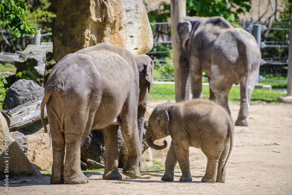 Naklejka premium Słoniątka i jego matka