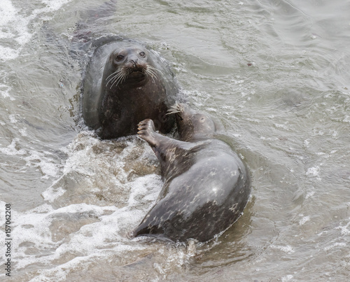 Harbor seal female and pup at Point Lobos State Reserve  California coast