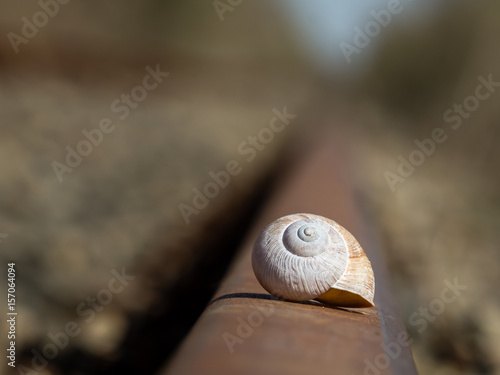 Empty snail shell on railway track