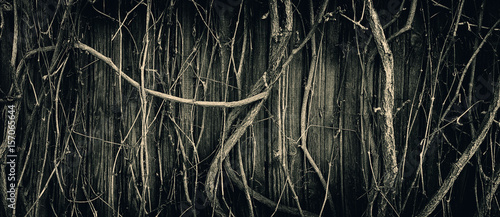The wall of an old house overgrown with plants