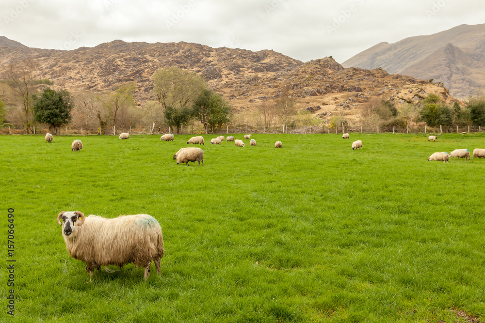 Gap of Dunloe, parc national de Killarney Gap of Dunloe, parc national de Killarney