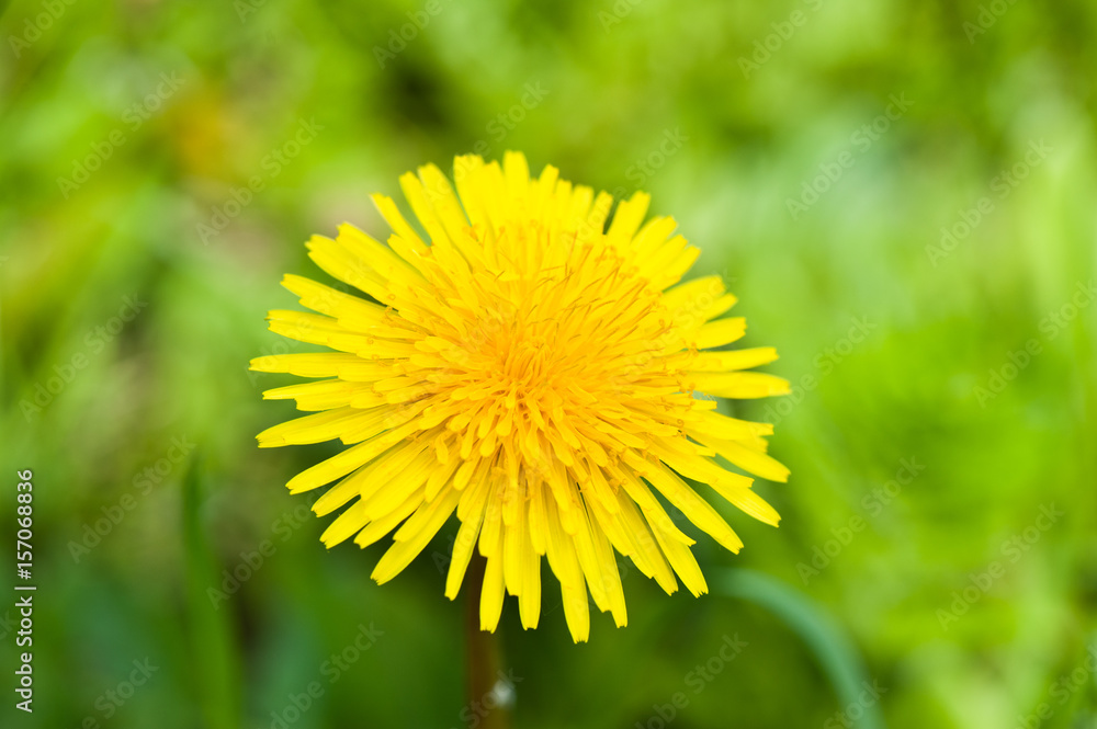 yellow dandelion, close up