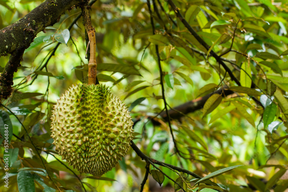 durain: king of tropical fruit durain: king of tropical fruit