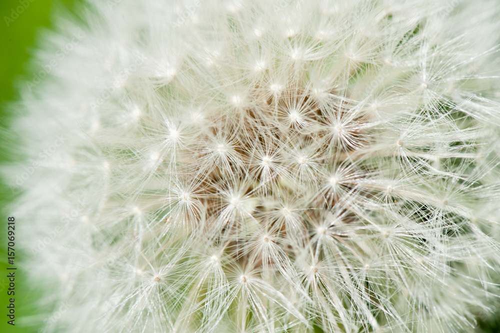 White dandelion, macro White dandelion, macro