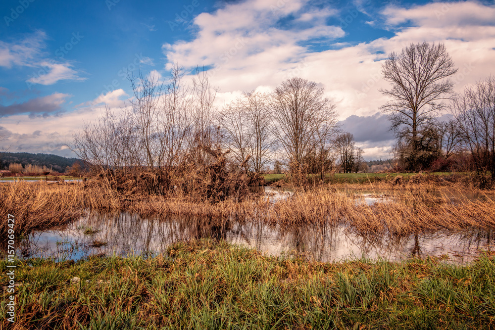Wetland pond with marsh grasses and blue-sky background Wetland pond with marsh grasses and blue-sky background