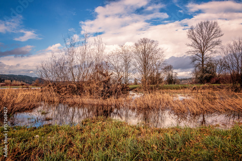 Wetland pond with marsh grasses and blue-sky background