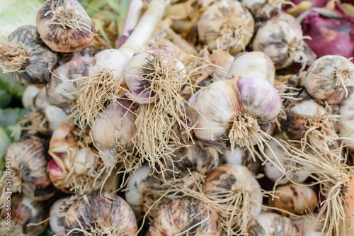 Garlic bunches for sale