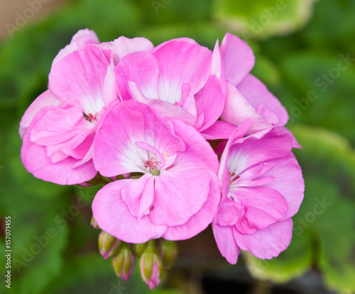 Flowers of beautiful pink pelargonium, close up