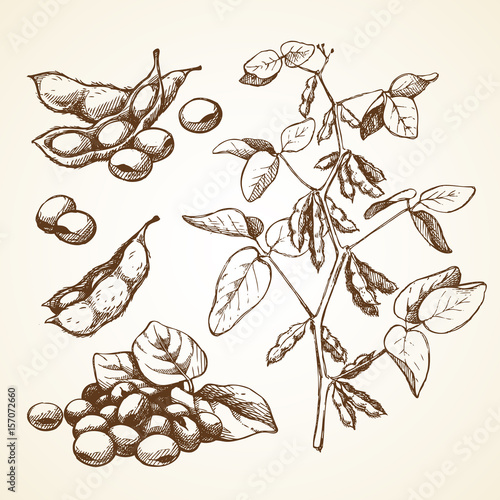 Hand drawn graphic sketch vector illustration set of soy beans