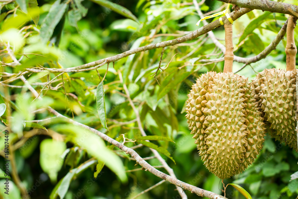 durain: king of tropical fruit durain: king of tropical fruit