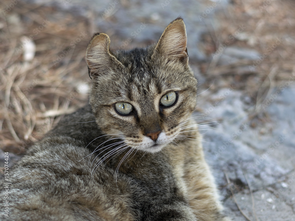 Gatto tigrato europeo Stock Photo | Adobe Stock