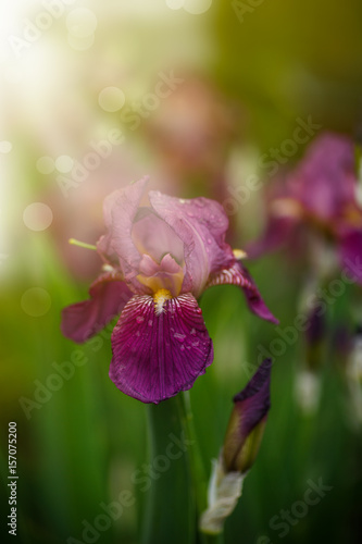 Fototapeta Naklejka Na Ścianę i Meble -  Beautiful flowers Irises