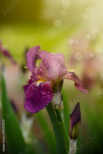 Fototapeta Naklejka Na Ścianę i Meble -  Beautiful flowers Irises