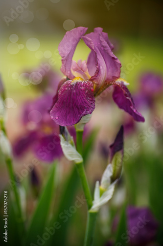 Fototapeta Naklejka Na Ścianę i Meble -  Beautiful flowers Irises