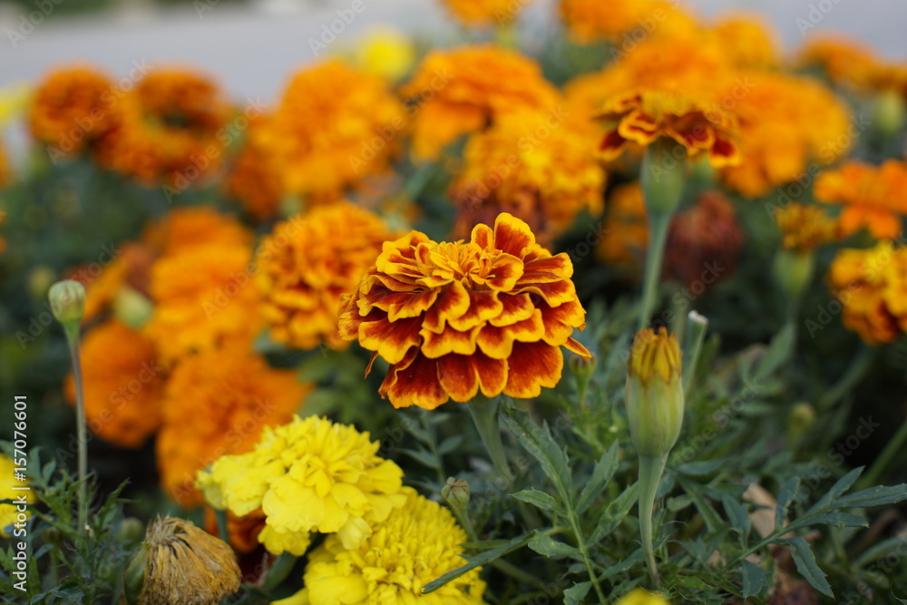 Yellow flower in nature. Slovakia Yellow flower in nature. Slovakia