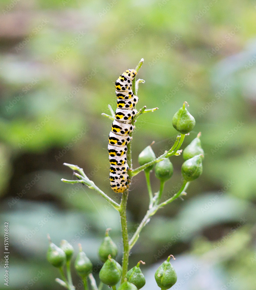 Yellow spotted catepillar on plant. Slovakia