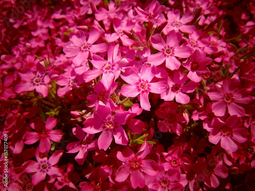 many beautiful pink flowers background / wallpaper