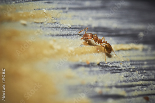 A macro shot of red imported fire ants eating peanut butter