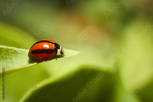 A macro shot of a tiny ladybug on a leaf
