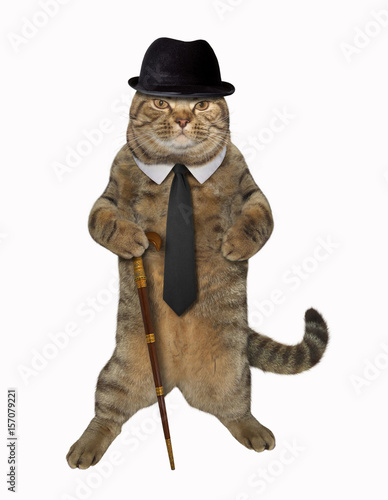 The cat dandy is holding a cane. White background. photo